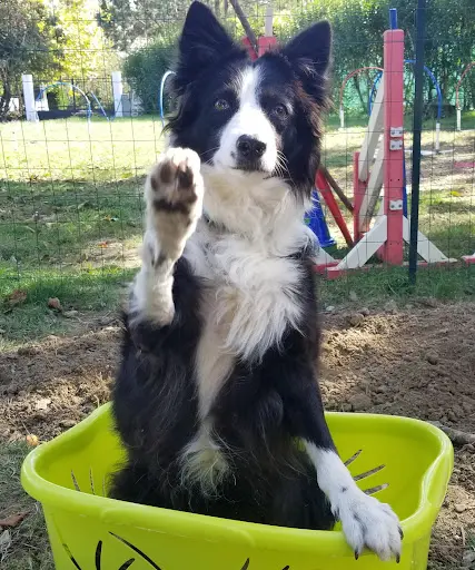 360degrés-chien