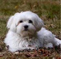 Rêve Canin