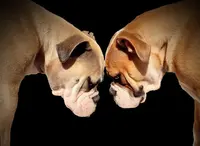 Du Val Doré d'Ouréa - Elevage de Bulldog Continental Lof et Siret