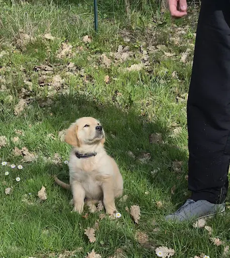 Complicéduc Canin, Éducatrice Comportementaliste Canin