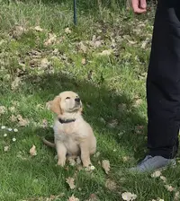 Complicéduc Canin, Éducatrice Comportementaliste Canin