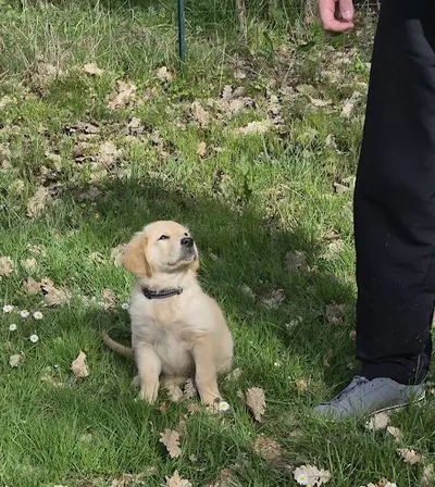 Complicéduc Canin, Éducatrice Comportementaliste Canin