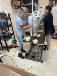 Beauty Dog Toilettage