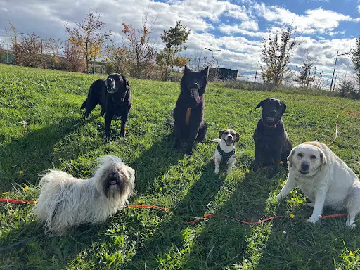 Taï Chien, Educateur Canin et Comportementaliste