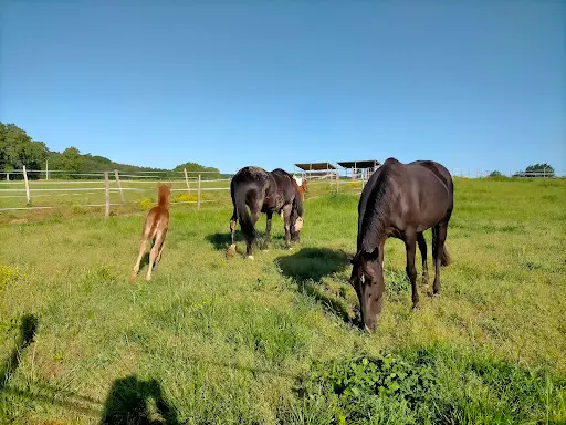 F Horse de Liberté
