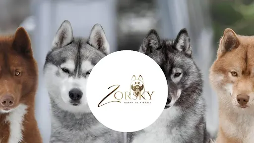 Élevage Zorsky - Elevage de Husky de Sibérie et Cocker Anglais Lof & Testés