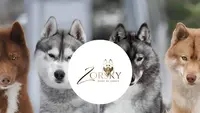Élevage Zorsky - Elevage de Husky de Sibérie et Cocker Anglais Lof & Testés