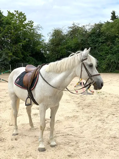 Espace Equestre du Bec Hellouin