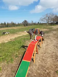 Coach4dogs