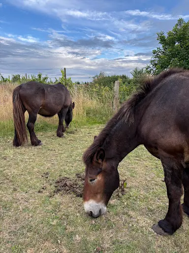 Aux Coul Eure du Cheval