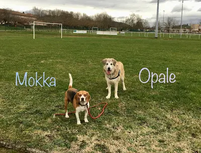 Les Can Ins, Éducation Canine et Pet Sitting À le Bouchage, Nord-isère