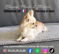 Elevage de la Plaine d'Illiberis - Canin