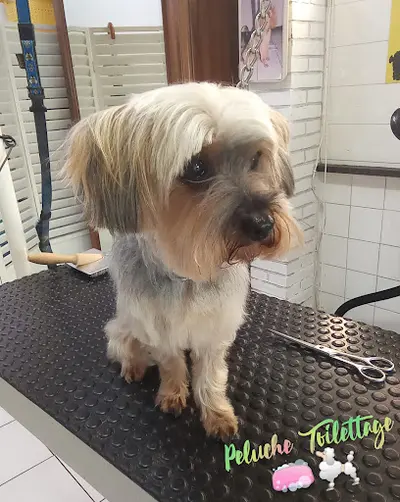 Peluche Toilettage