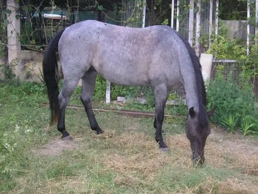 Elevage Quarter Horse