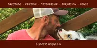 Mountain Dog