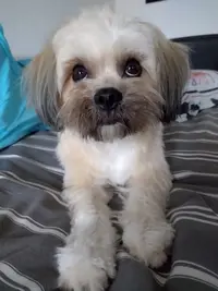 Beauté Canine Institut