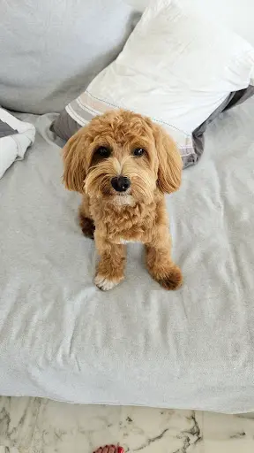 Marta Dog