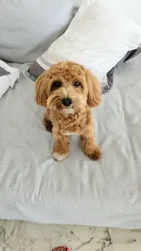 Marta Dog
