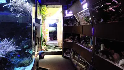 Scandia Aquariums