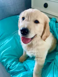 Golden Retriever des Carrière de Poincy