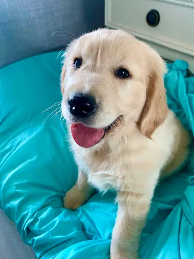 Golden Retriever des Carrière de Poincy