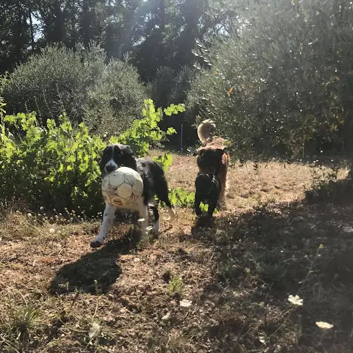 Pension Canine des Cœurs Poilus