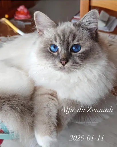 Chatterie du Zenniah - Elevage Familial de Chats Sacrés de Birmanie