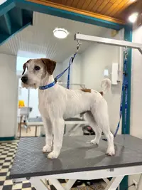 Fashion Dog Toilettage