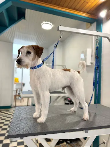 Fashion Dog Toilettage