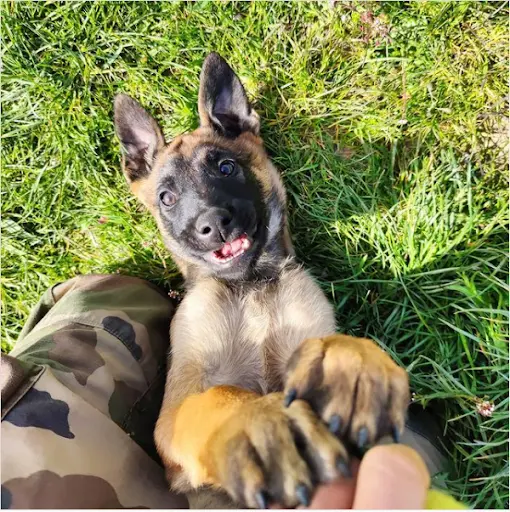 Gresivaudog