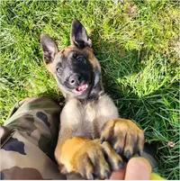 Gresivaudog