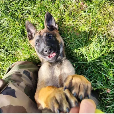 Gresivaudog