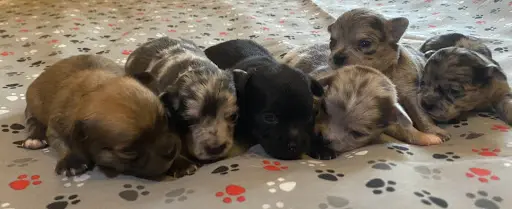 Elevage de Chihuahuas "aux Petites Pattes de Marie"
