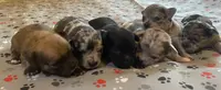 Elevage de Chihuahuas "aux Petites Pattes de Marie"