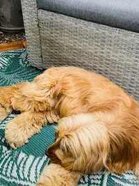 Dog Saloon