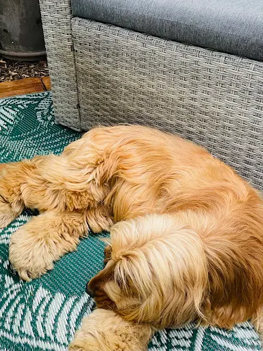 Dog Saloon