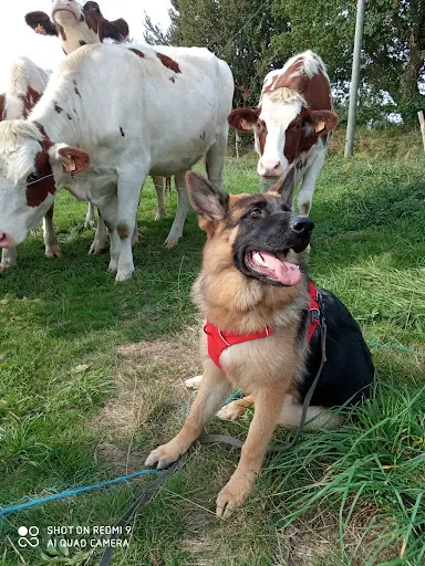 Natur Canin : Éducation Canine
