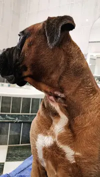 Relax Cat Dog