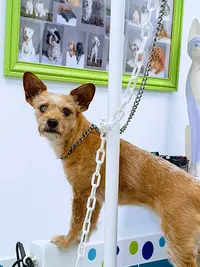 Le Chien Mignon