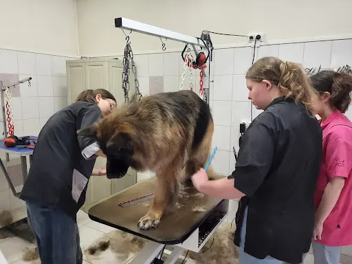 Au Chien Beaute Chat Alors