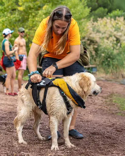 Bas les Pattes : Éducatrice Comportementaliste Canin et Pet Sitter