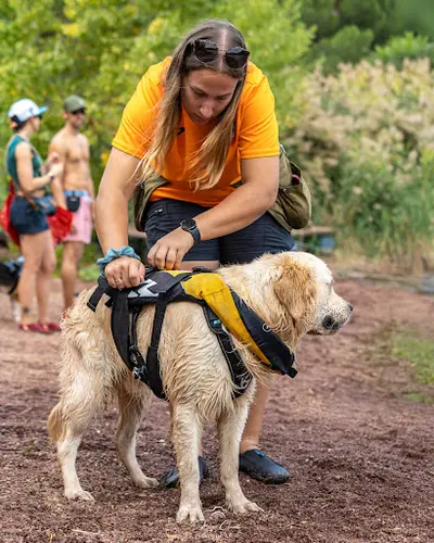 Bas les Pattes : Éducatrice Comportementaliste Canin et Pet Sitter