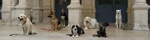 Mtonchien