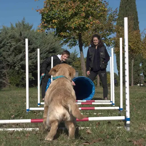 Ouidog Éducateur Canin Comportementaliste
