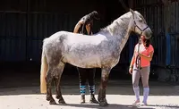 Pelamer Équitation