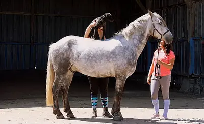 Pelamer Équitation