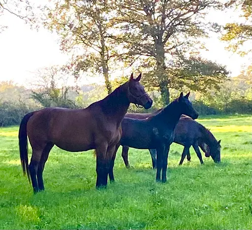 Haras de Pezard