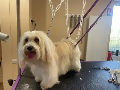 Un Poil de Faou ~ Salon de Toilettage Pour Chiens