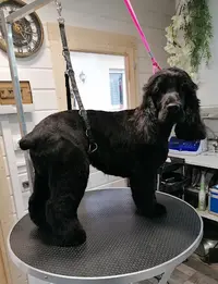 Laëtitia Toilettage