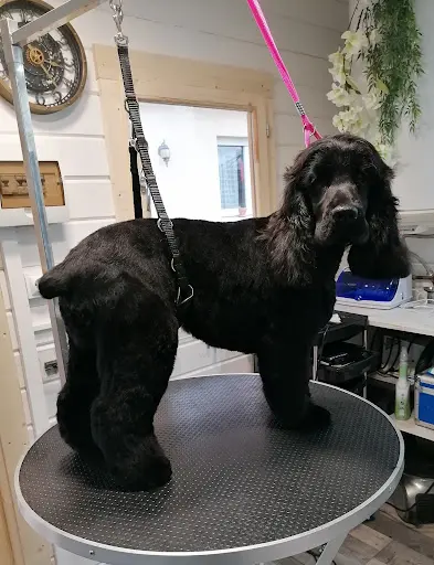 Laëtitia Toilettage